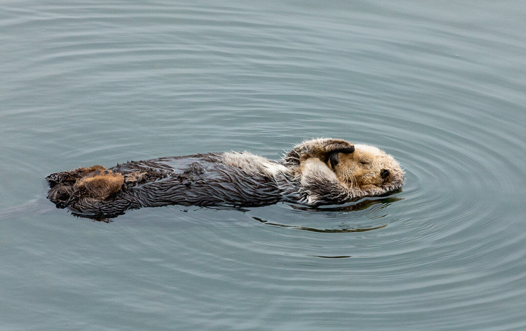 sea otter covering his face during his nap.