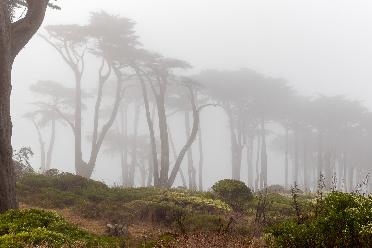 trees in the fog at Land's End park in San Francisco