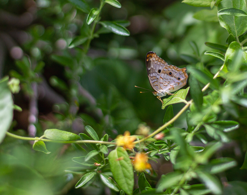 Butterfly at the Butterfly Habitat at the Springs Preserve-Las Vegas, Nevada