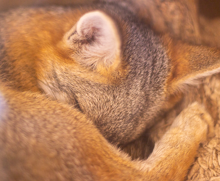 Sleeping desert fox at the Springs Preserve Las Vegas, Nevada